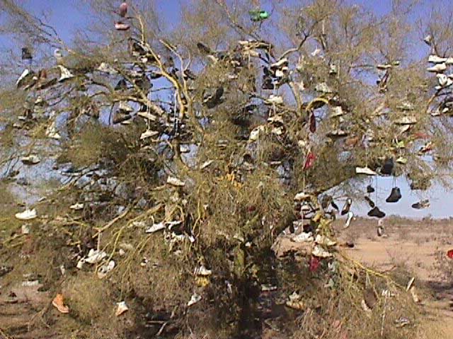 Tree Shoes
